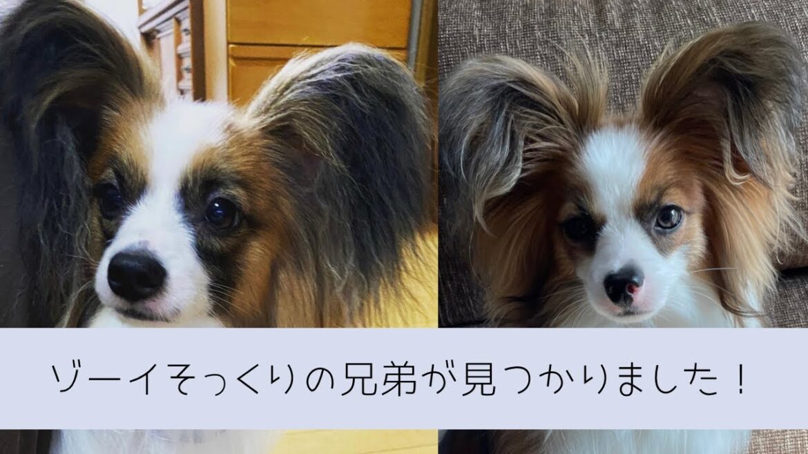 【兄弟】奇跡的に兄弟が見つかりました！　#パピヨン