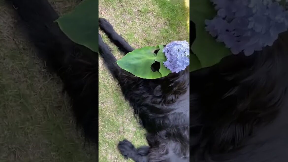 仮面舞踏会in梅雨わんわんワンワン#フラットコーテッドレトリバー #フラット#flatcoatretriever #flatcoated #レトリバー#レトリバーのいる暮らし #レトリバー大好き
