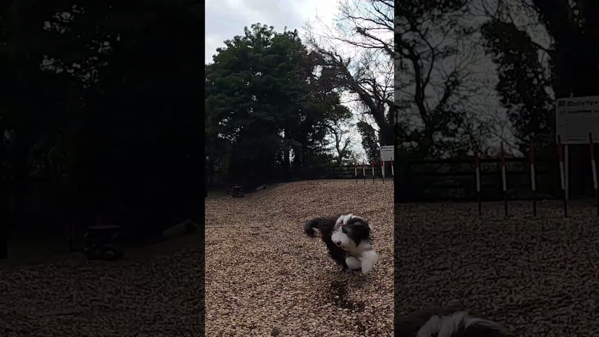 【田舎暮らし】もふもふ犬 ドックランで大はしゃぎ♪🐶 #Shorts