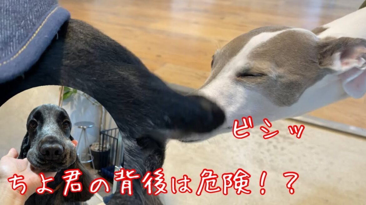 尻尾でビシビシしてしまうイングリッシュコッカースパニエル【ちよ君】癒し トリミング