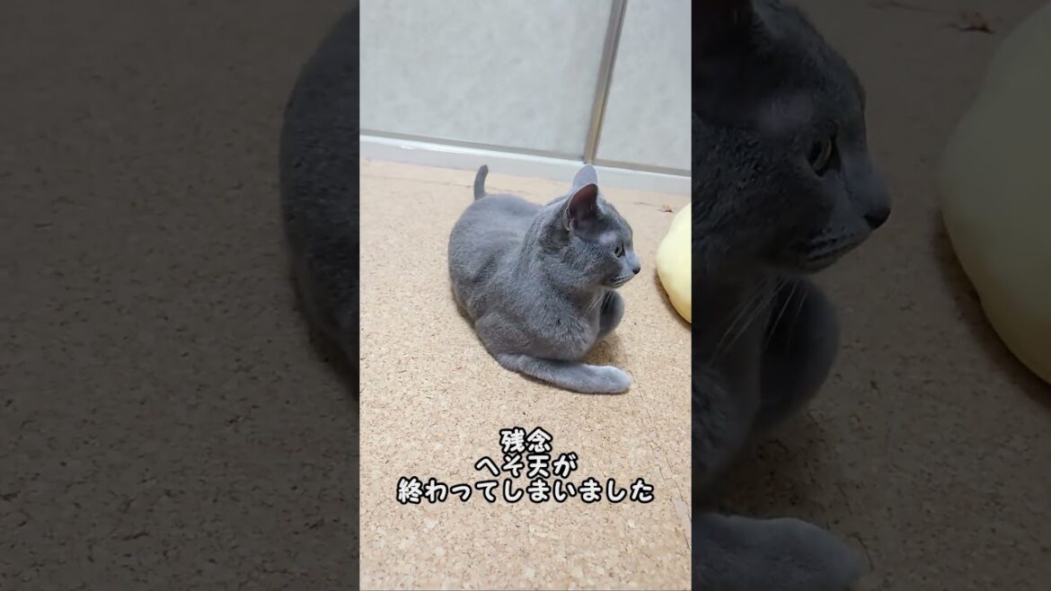 【猫動画】お腹も頭も触らせないロシアンブルー【russianbule】#shorts　Don't touch Russian Blue