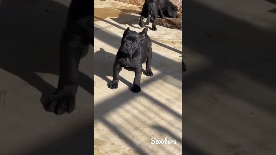 India's best  Cane Corso puppy 🔥🔥🔥🔥 #dogs #love #bgmi #bts #football #jungkook ***@souravjoshivlogs