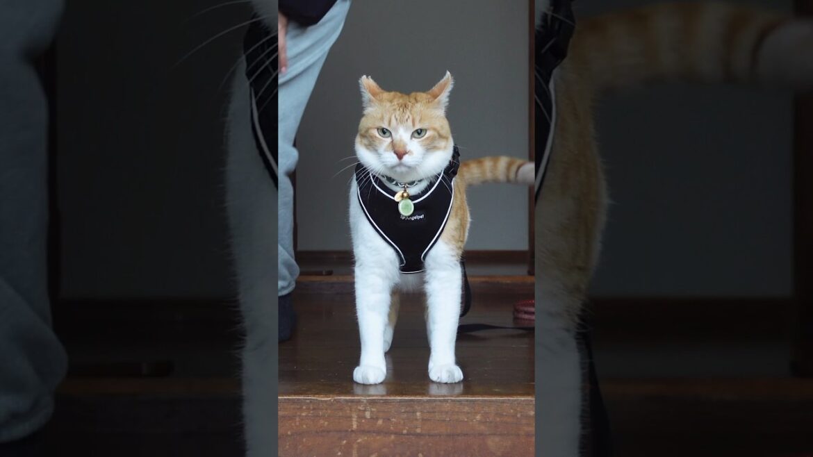 この猫🐈武将にしか見えない 【TikTok600万再生】#元野良猫チャチャ #ねこ #cat #猫 #shorts この猫🐈武将にしか見えない 【TikTok600万再生】#元野良猫チャチャ #ねこ #cat #猫 #shorts