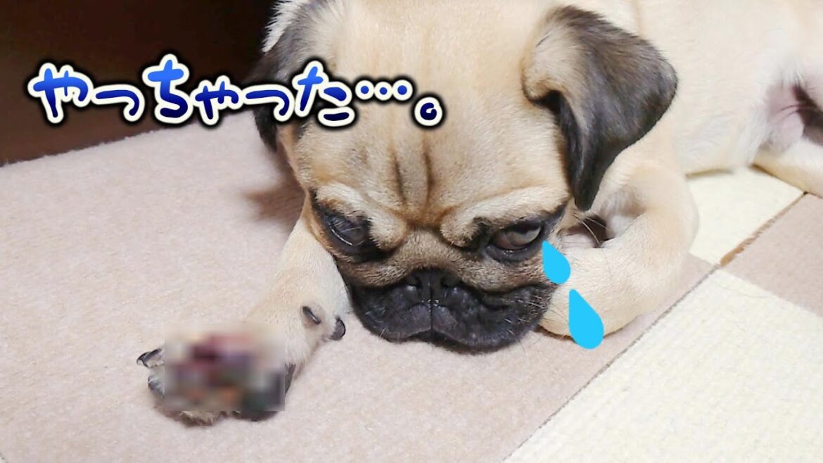 ドッグランで子犬に怪我をさせてしまいました‥｜パグのぺろぽん兄弟pug犬｜