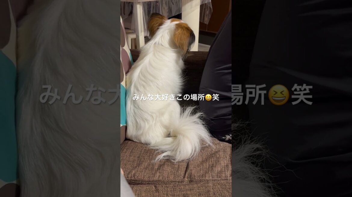 絶対譲らない頑固なパピヨン🐶