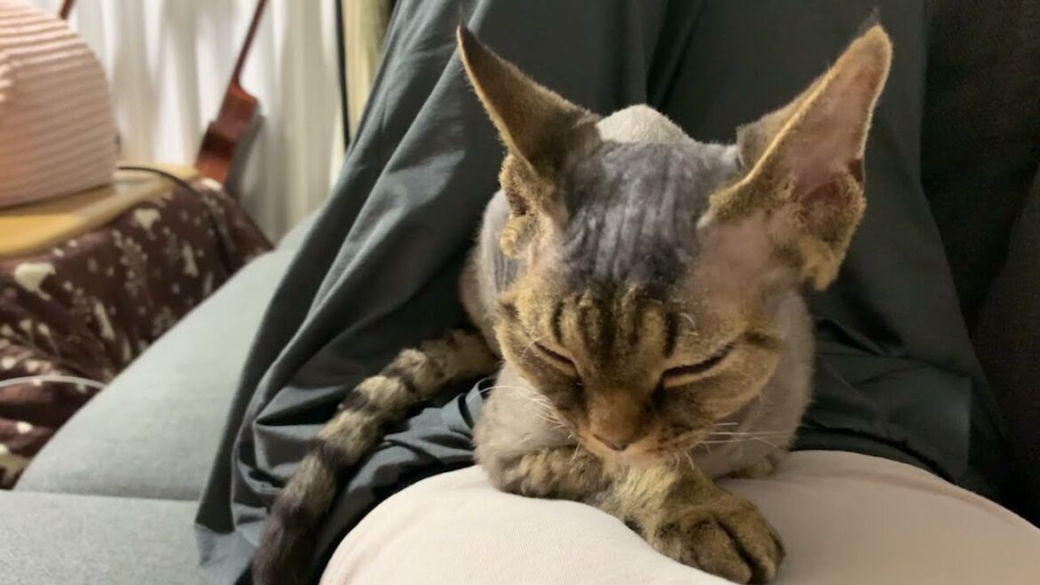 お腹の上に乗ってくるデボンレックス子猫です(Devon Rex kitten getting on my belly)