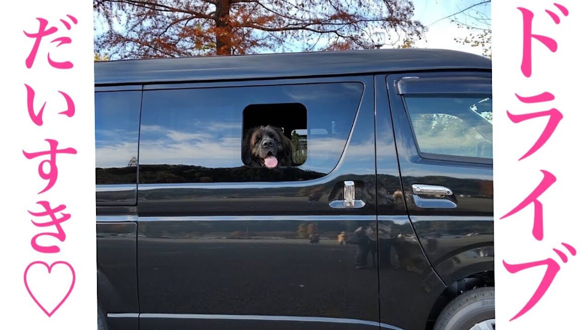 【大型犬】風を感じる海君【レオンベルガー】