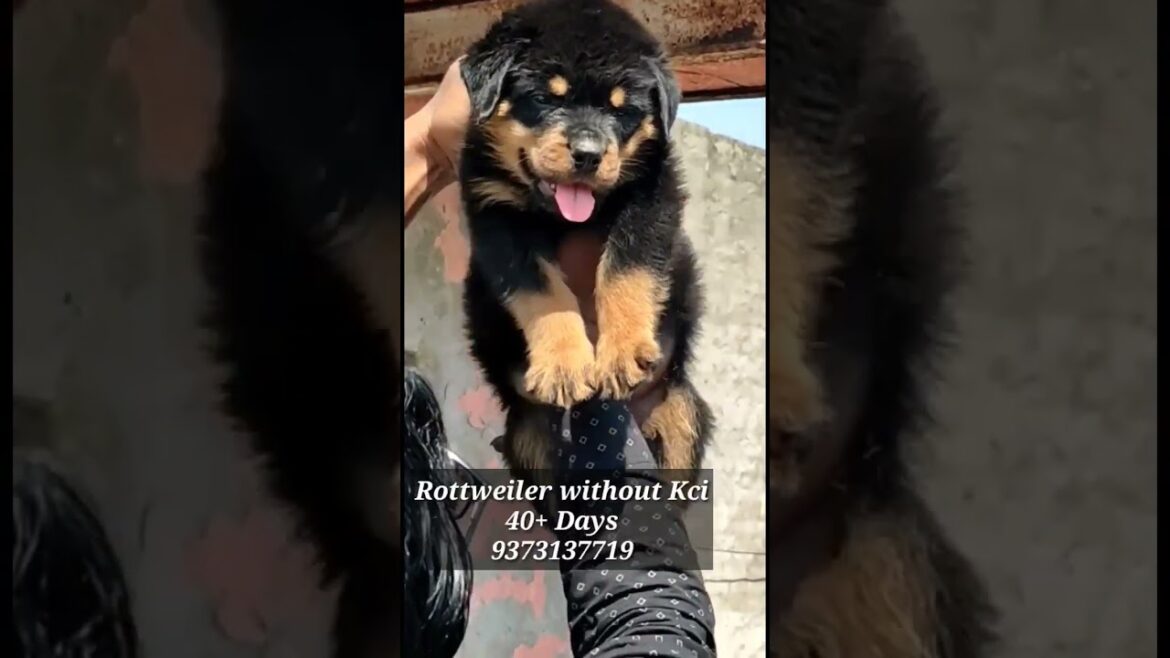 Urgent Sale|Top quality rottweiler puppies for sale |  9373137719 | #ytshortvideos #rottweilerpuppy