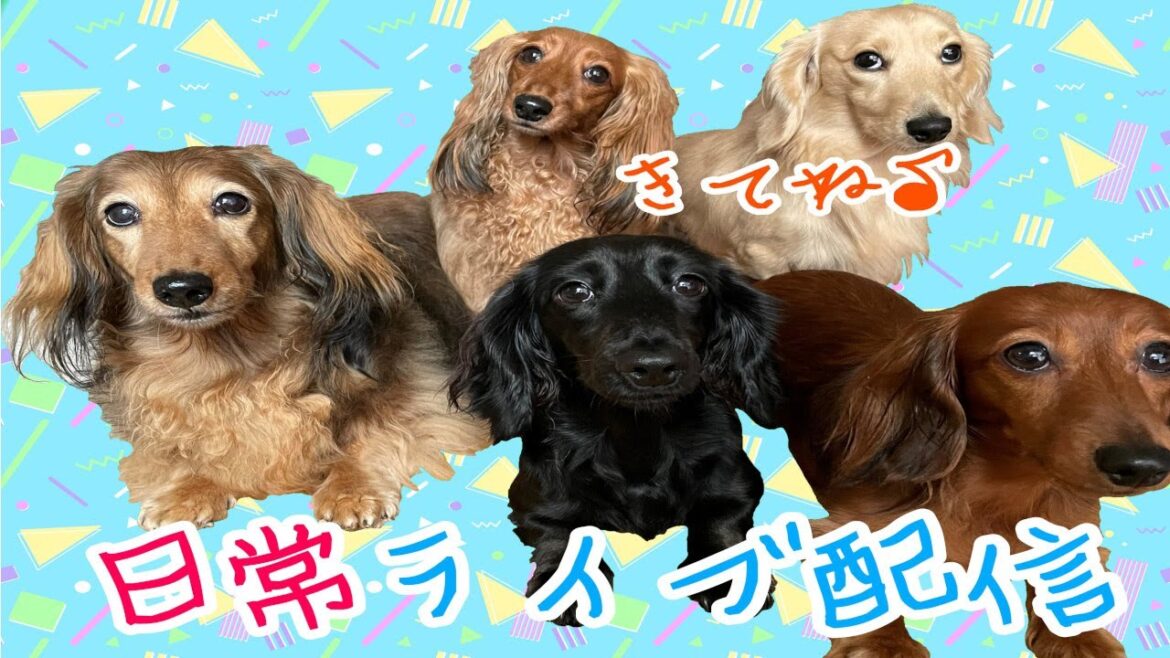 しっぽ家の日常配信597日♪5ダックスちゃん達とまったり♪【多頭飼い】【ダックスフンド】【Dachshund】【まったりライブ配信】