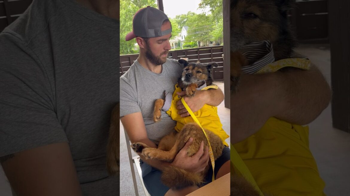 We gave a neglected shelter dog the best day! To help get them adopted. #dog #pets