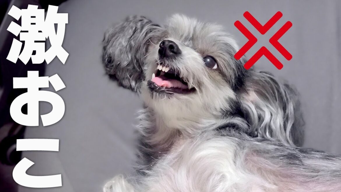 久しぶりに会う家族には態度がでかい犬【チャイクレ】