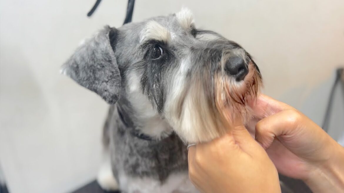 大人の落ち着きがあるミニチュアシュナウザーのトリミング✂︎（バロンくん）