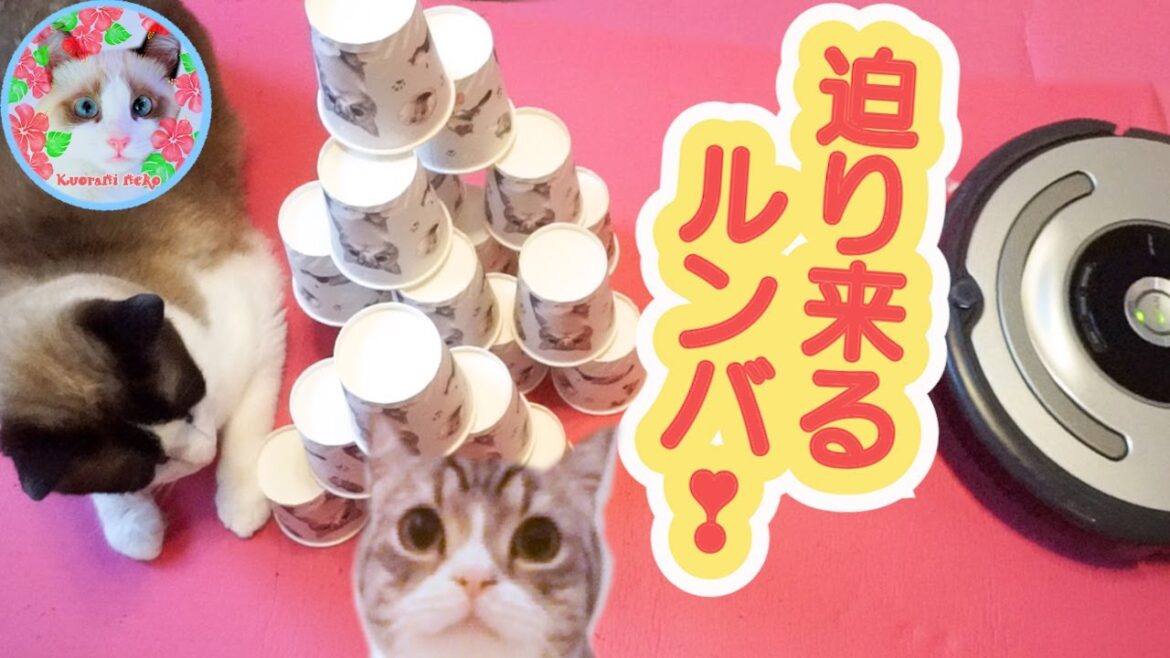 もちまる紙コップタワーの横でくつろぐ猫にルンバが迫って来たらこうなります Daiso MOTIMARU goods もちまる紙コップタワーの横でくつろぐ猫にルンバが迫って来たらこうなります Daiso MOTIMARU goods