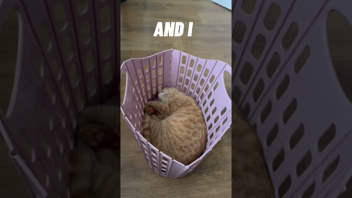 Funny Cat sleeping video 😂 #cats #catsofyoutube #meowing #funny #shorts