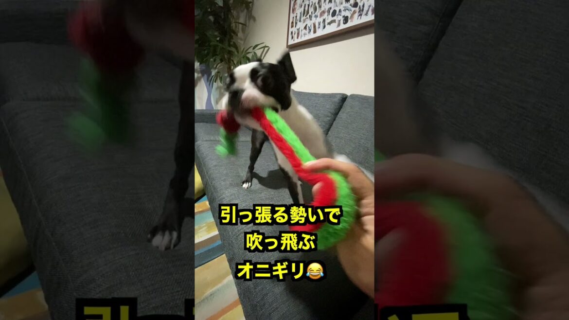ボストンテリアは綱引きが好き過ぎる #ボストンテリア ボストンテリアは綱引きが好き過ぎる #ボストンテリア