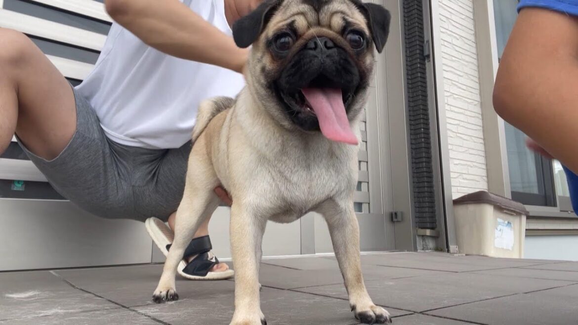 【21パグ目】また出会ってしまったパグ犬【パグ犬】