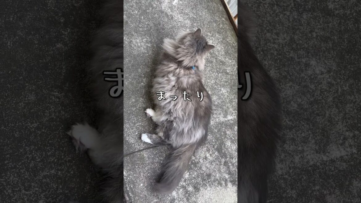 サイベリアン猫日記【2023.04.25】1歳10ヶ月 #siberiancat