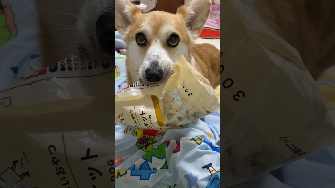 最後のそれはずるいやん！！！ #コーギー #くきたん