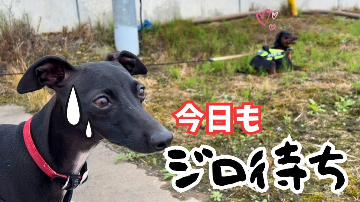 マイペースなジロに付き合うさくら【ミニピン】【イタグレ】
