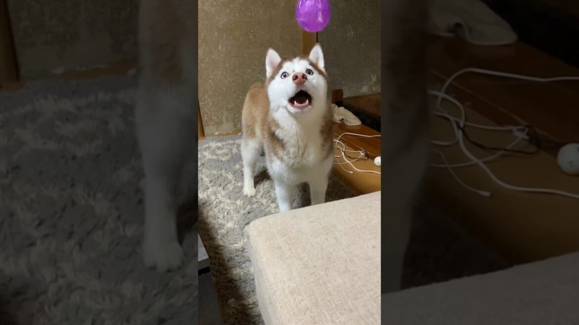 1歳ハスキーの華麗なボールキャッチ #siberianhusky #shorts