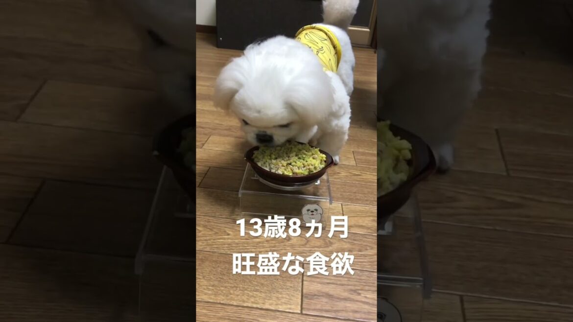 シニア犬、旺盛な食欲！z#ペキニーズ #pekingese
