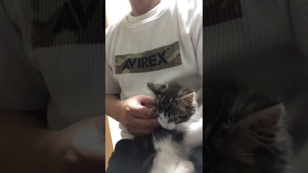 初めてメインクーンのクーちゃんと対面した日  #shorts