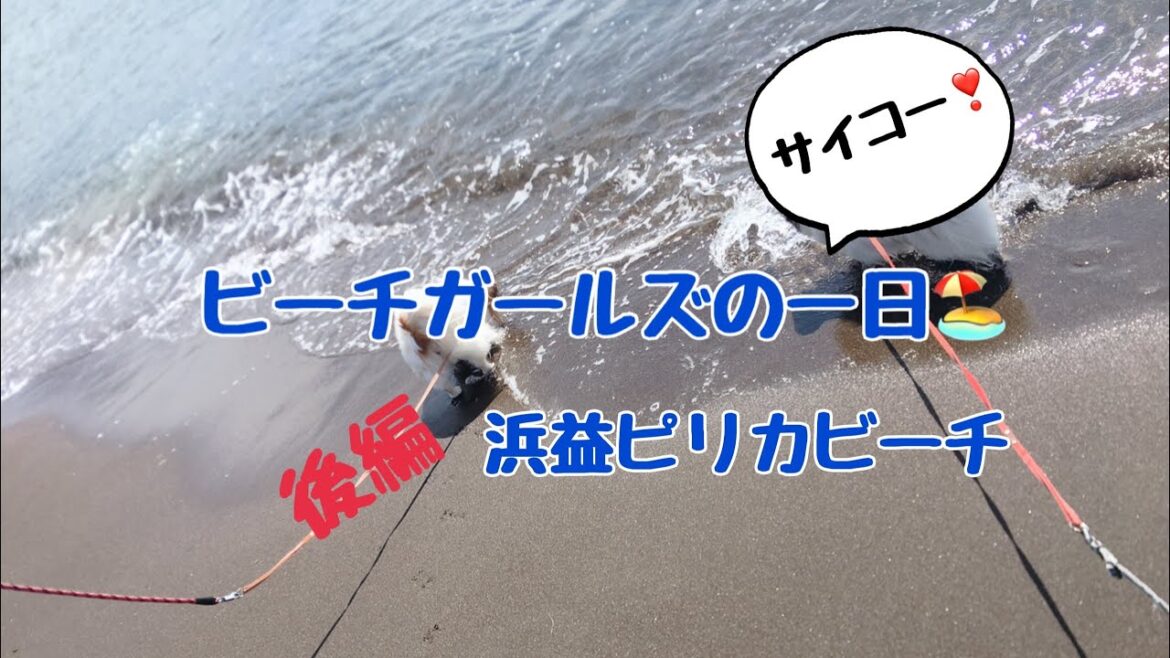 【サイコー❣️】（パピヨン）ビーチガールズの一日　後編　海辺のドライブ　道の駅散歩　そして　浜益ピリカビーチ！　海開き前のサイコーな一日。　#パピヨン　#ビーチ　#ドライブ　#ぱぴよん　シニア犬