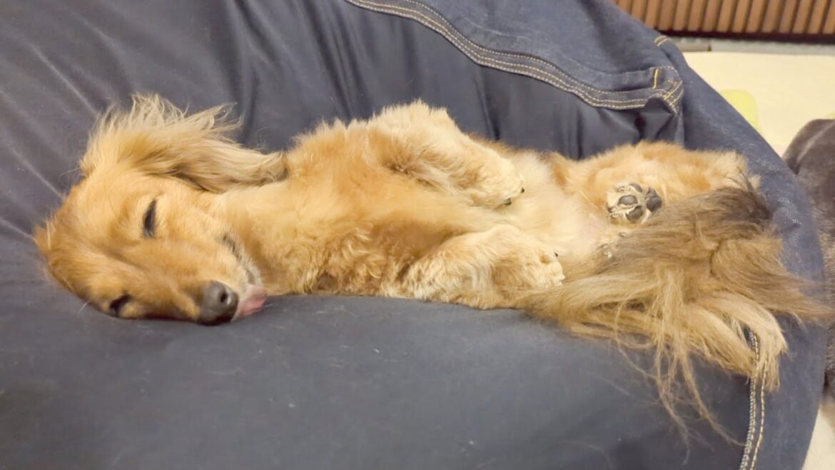 人のように眠るダックスフント