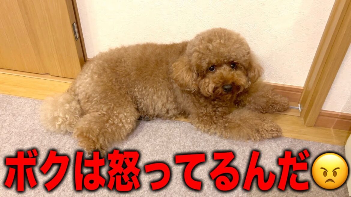 😠「みんなが太ったって言うからいじけてるんだ！」【トイプードル】