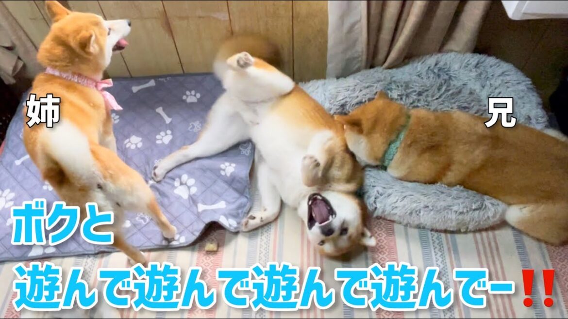 柴犬姉弟に遊んでほしくて激しく駄々っ子になる子供犬が可愛いw 柴犬姉弟に遊んでほしくて激しく駄々っ子になる子供犬が可愛いw