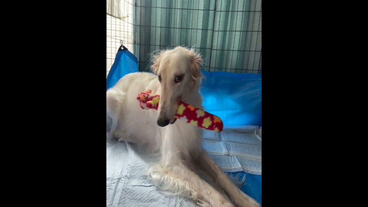 Panna practicing for new pups!