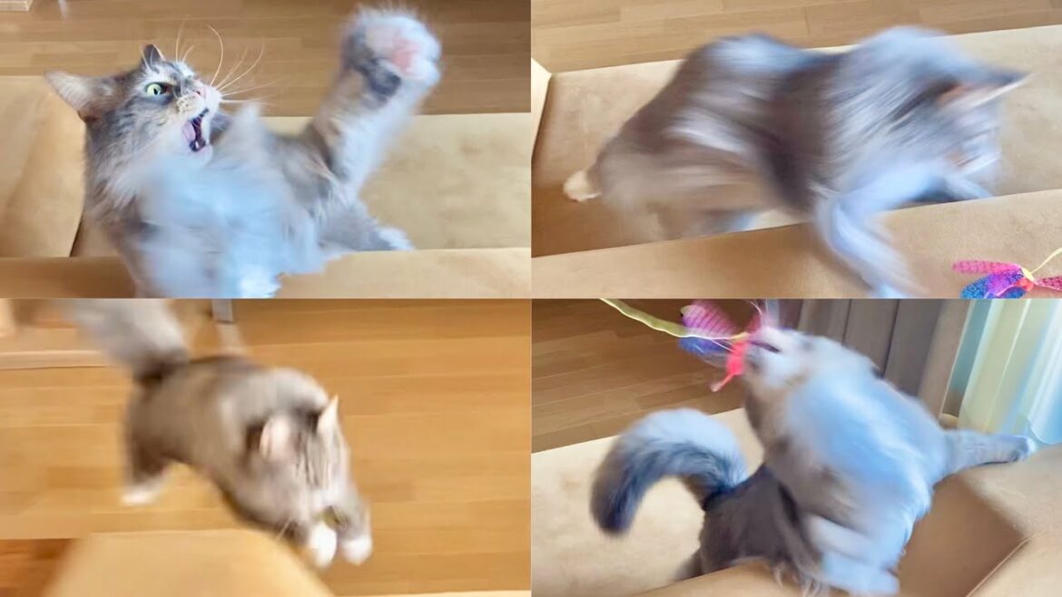 メインクーンが猫じゃらしで遊んだらこうなった/Maine Coon cat that loves catnip メインクーンが猫じゃらしで遊んだらこうなった/Maine Coon cat that loves catnip