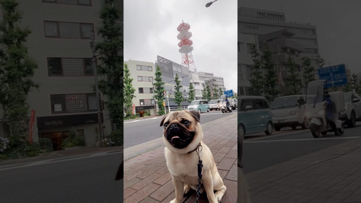 [パグ]電波塔と犬🗼 (radio tower) #shorts