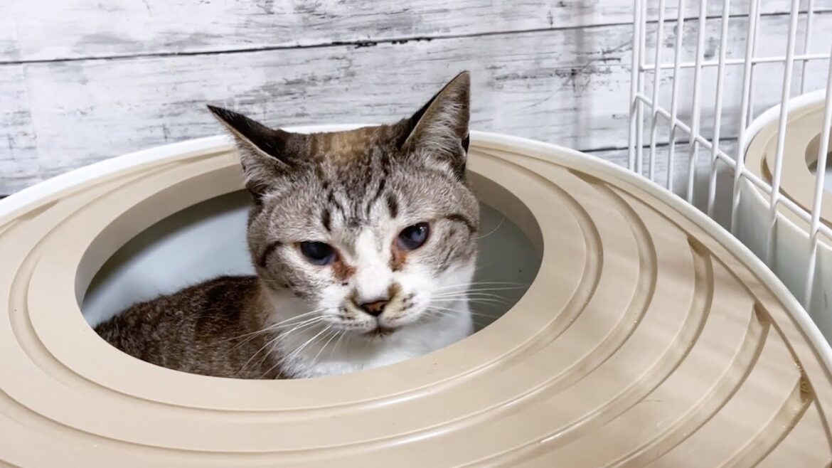 きれい好きな猫のトイレを掃除すると何故か柴犬が喜びます笑