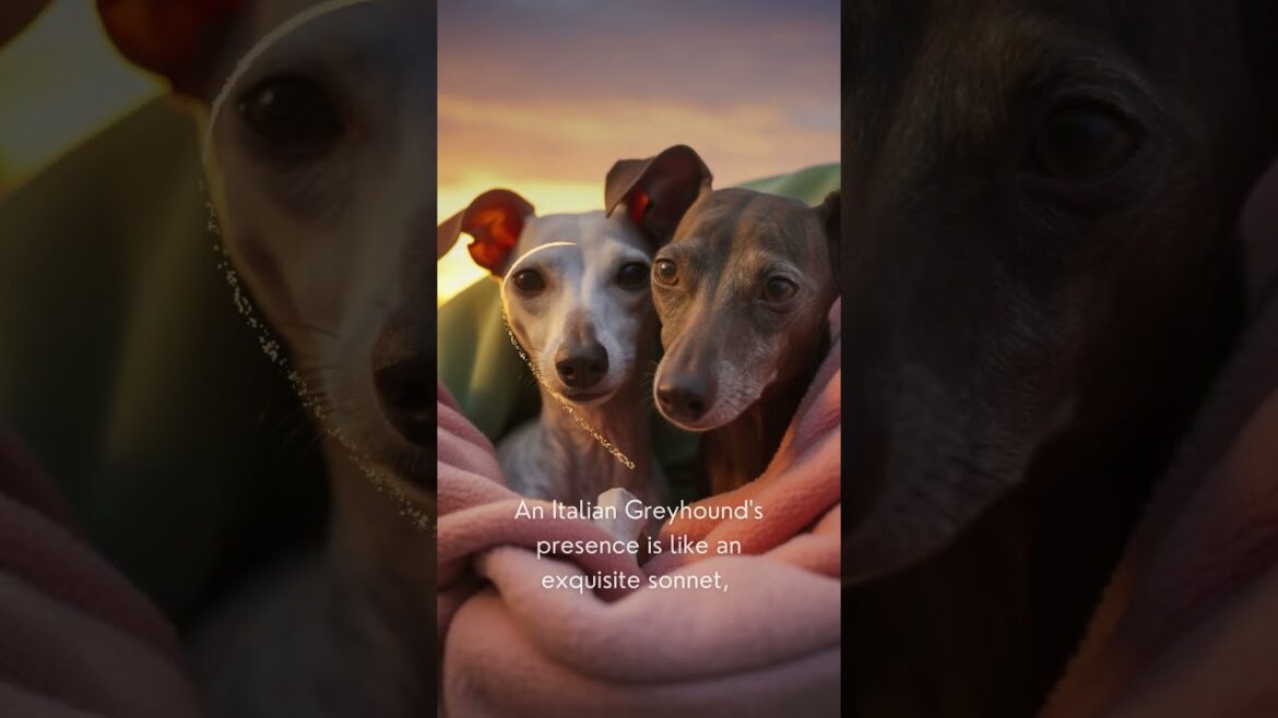 The Charm of Italian Greyhounds