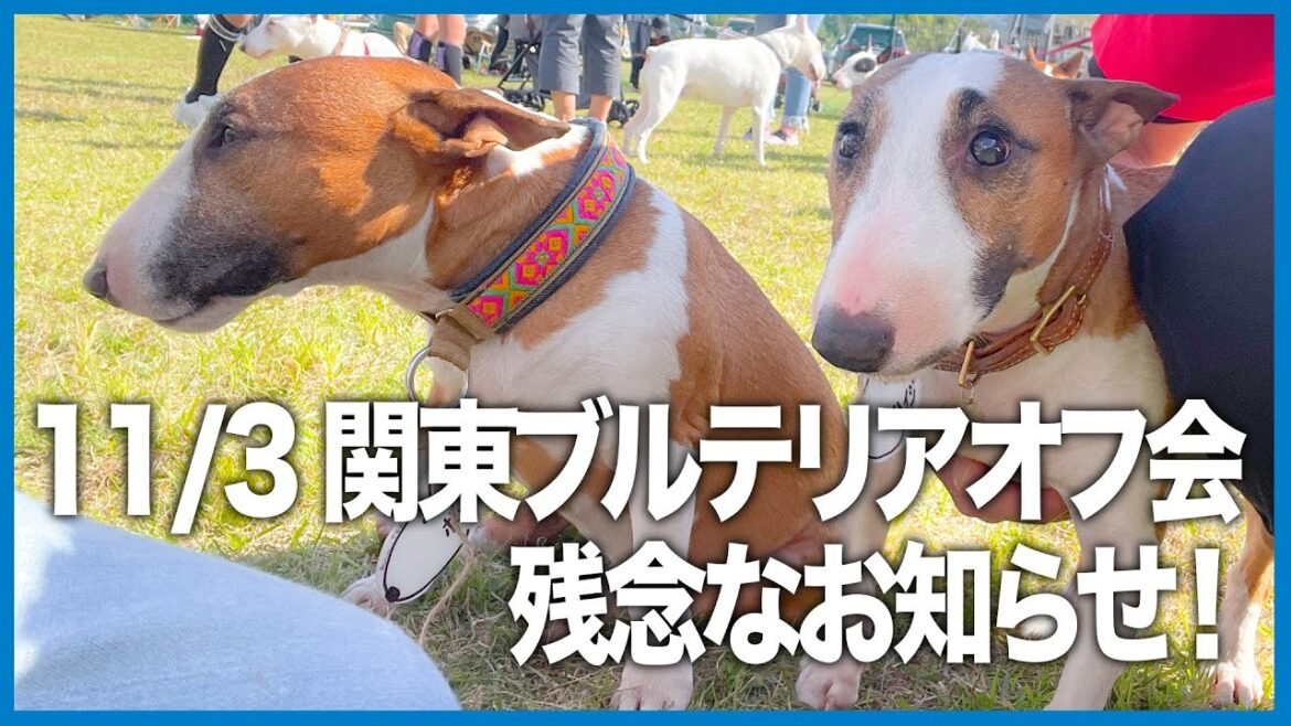 ［ブルテリア］Miniature Bull Terrier  関東ブルテリアオフ会中止のお知らせ！ Notice of cancellation of Bull Terrier Meet-up!