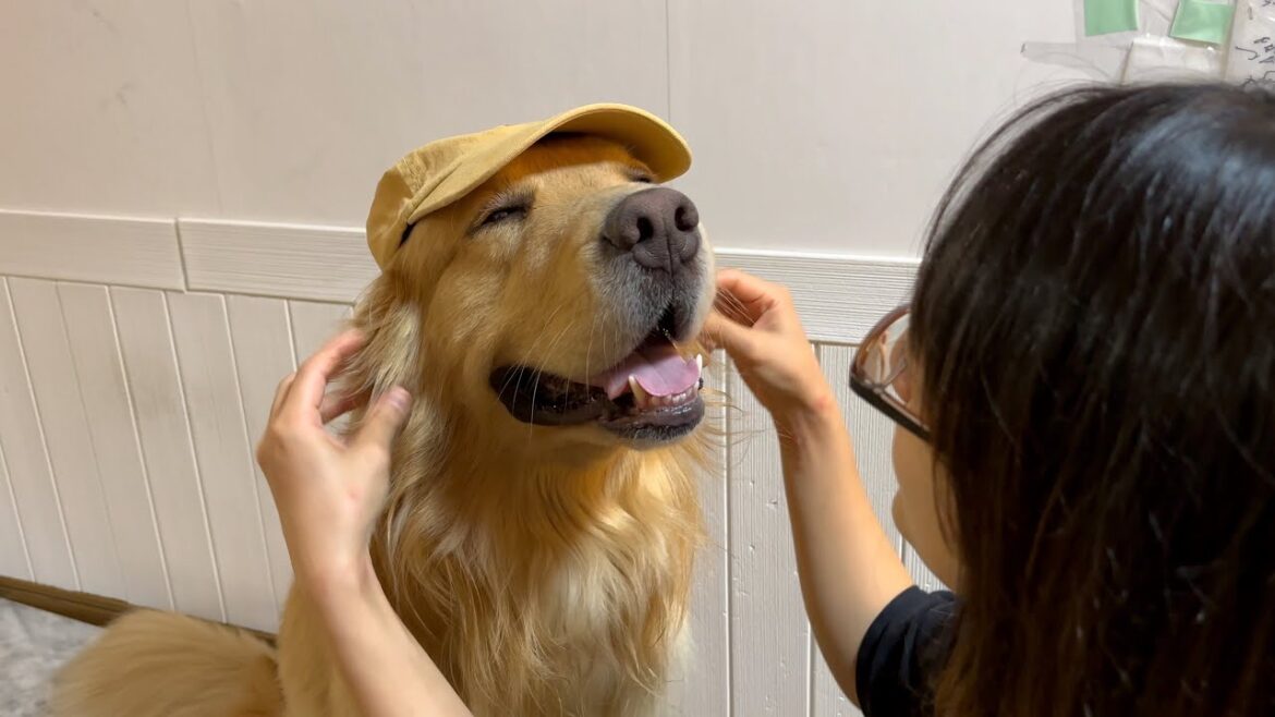モデル犬を本気でやれるんじゃないかと思ってる親バカの飼い主