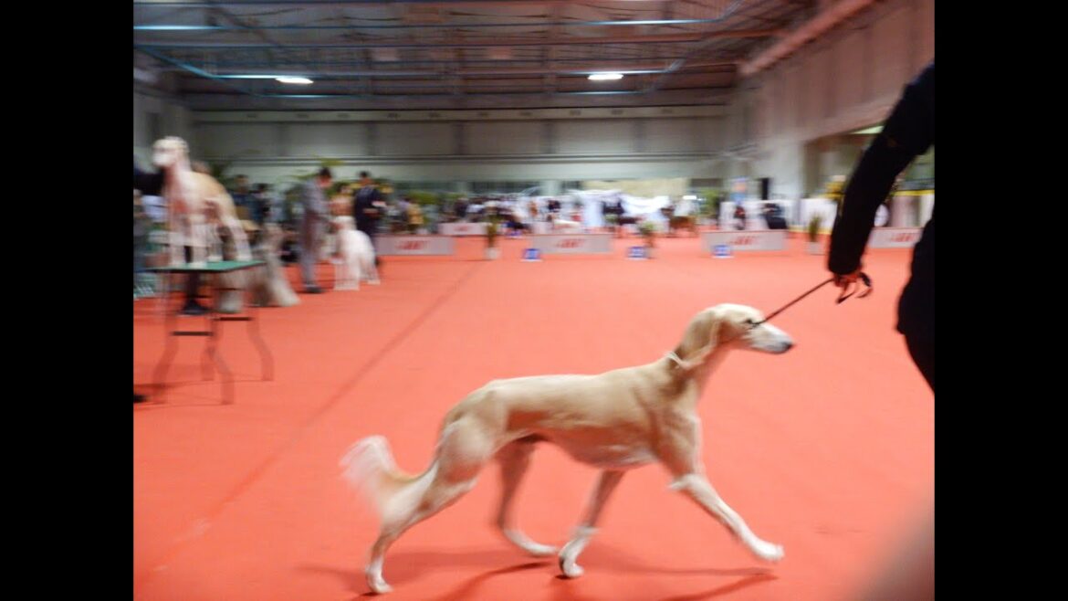 サルーキ　れぴ！高崎のドッグショー　グループ戦！２席です♪（Saluki)