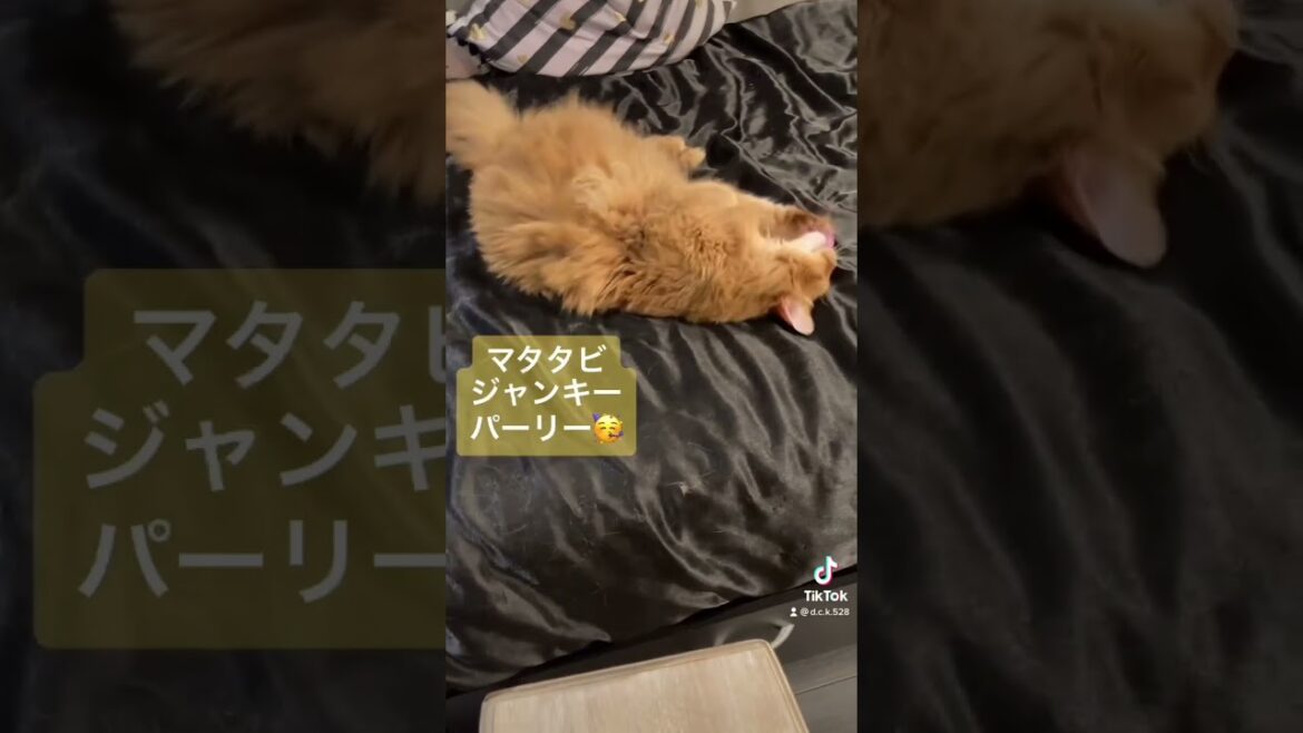 猫とマタタビ  #shorts #ソマリ #猫