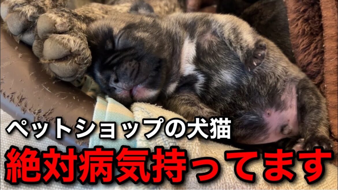 【警告】ペットショップの犬猫が短命で病気持ってる証拠を見せます