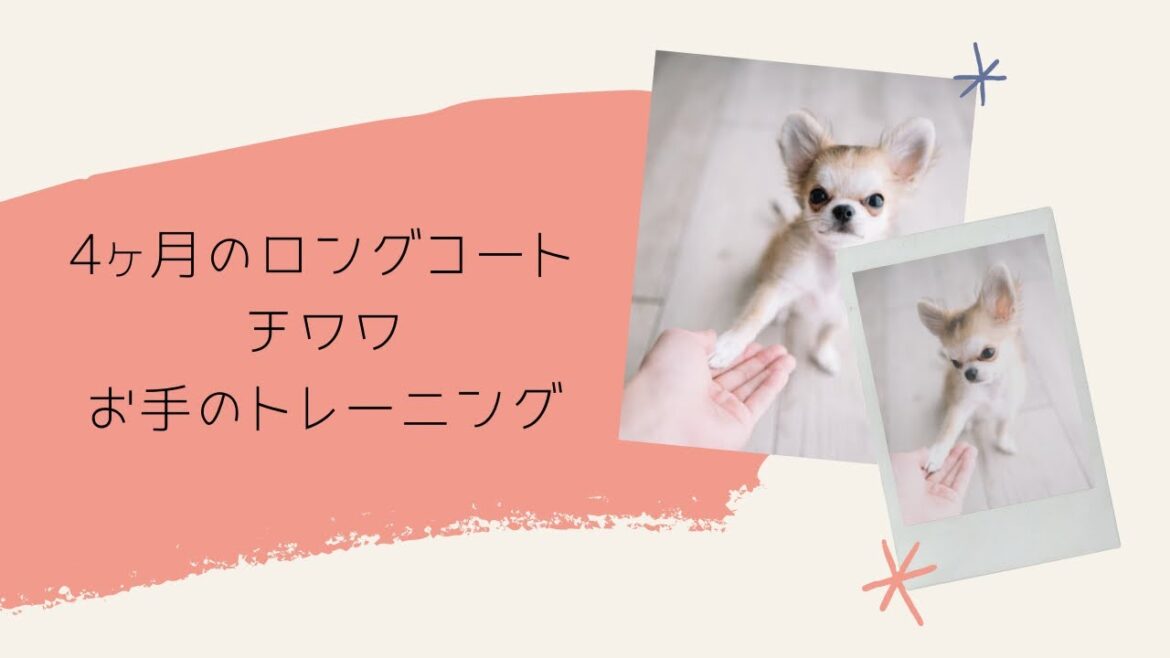 【ロングコートチワワ】子犬のお手トレーニング【犬のトレーニング】