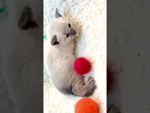 アビシニアン ブルーポイントの男の子。 アビシニアン ブルーポイントの男の子。