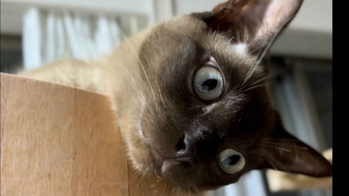 トンキニーズ【2023/07/02】