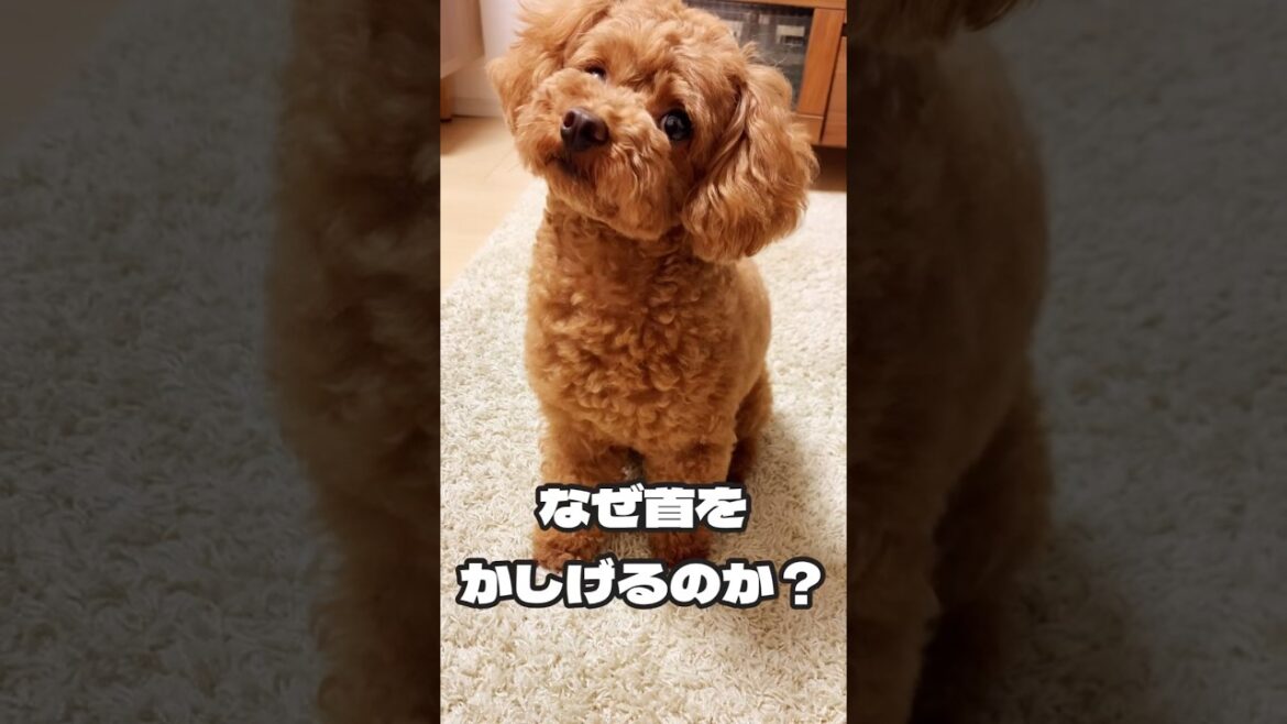 トイプードルのナゾ