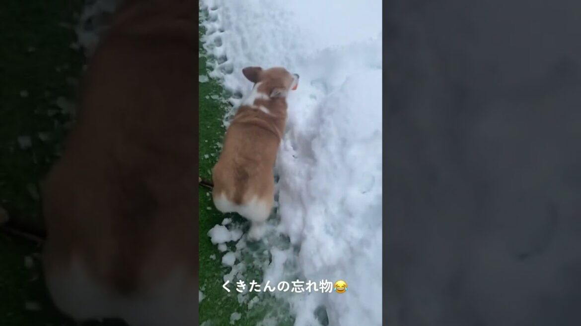 忘れもの可愛いな😂 #コーギー #くきたん