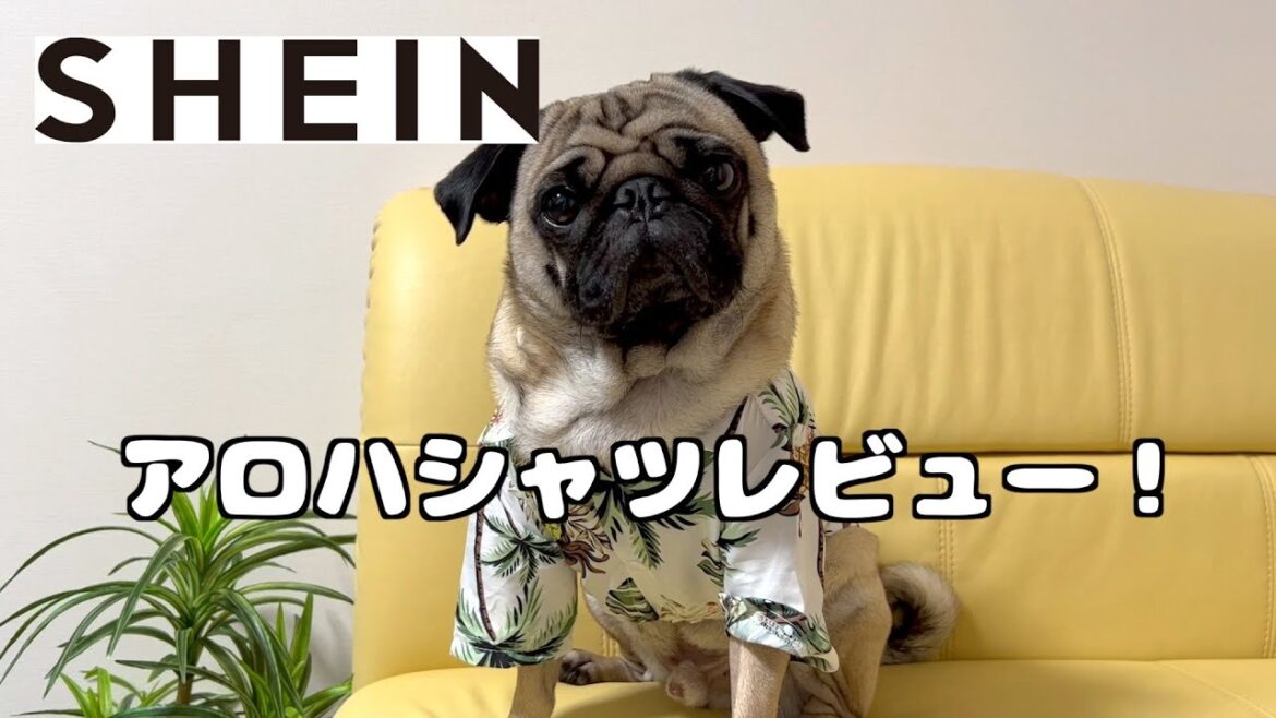 【パグ3歳】アロハシャツ来たら夏が来た【SHEIN】