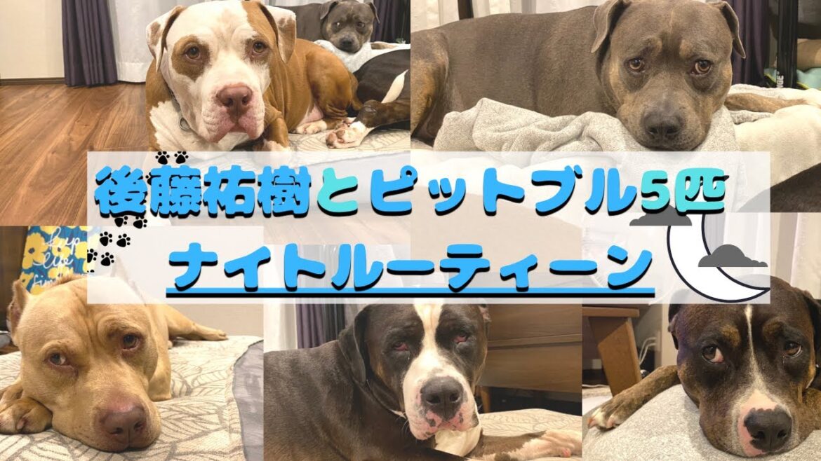 【ナイトルーティーン】愛犬ピットブル5匹と過ごす夜のルーティーン【アメリカンピットブル】