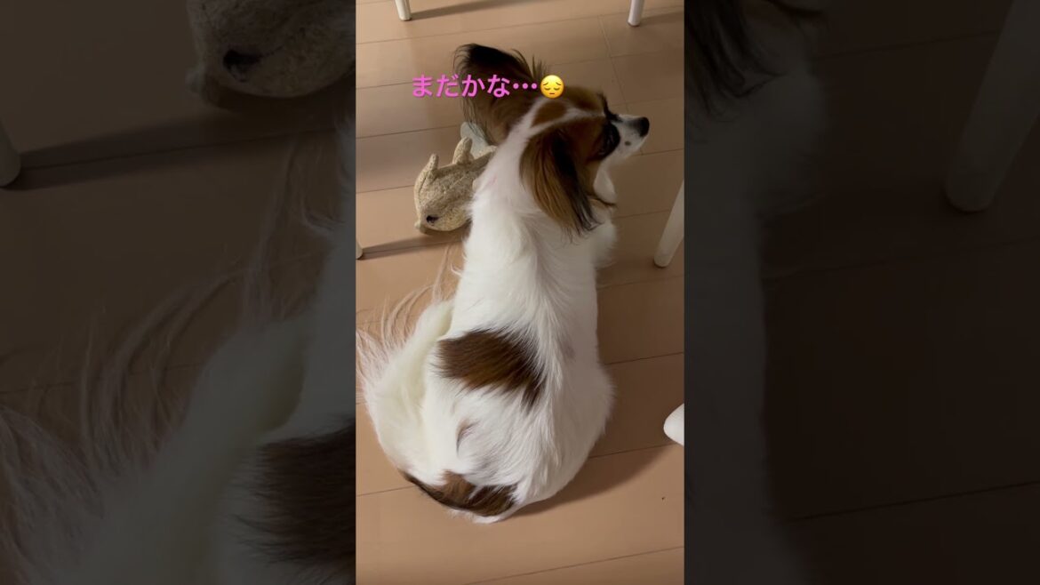 いつもぱぱの帰りを待つパピヨン🐶