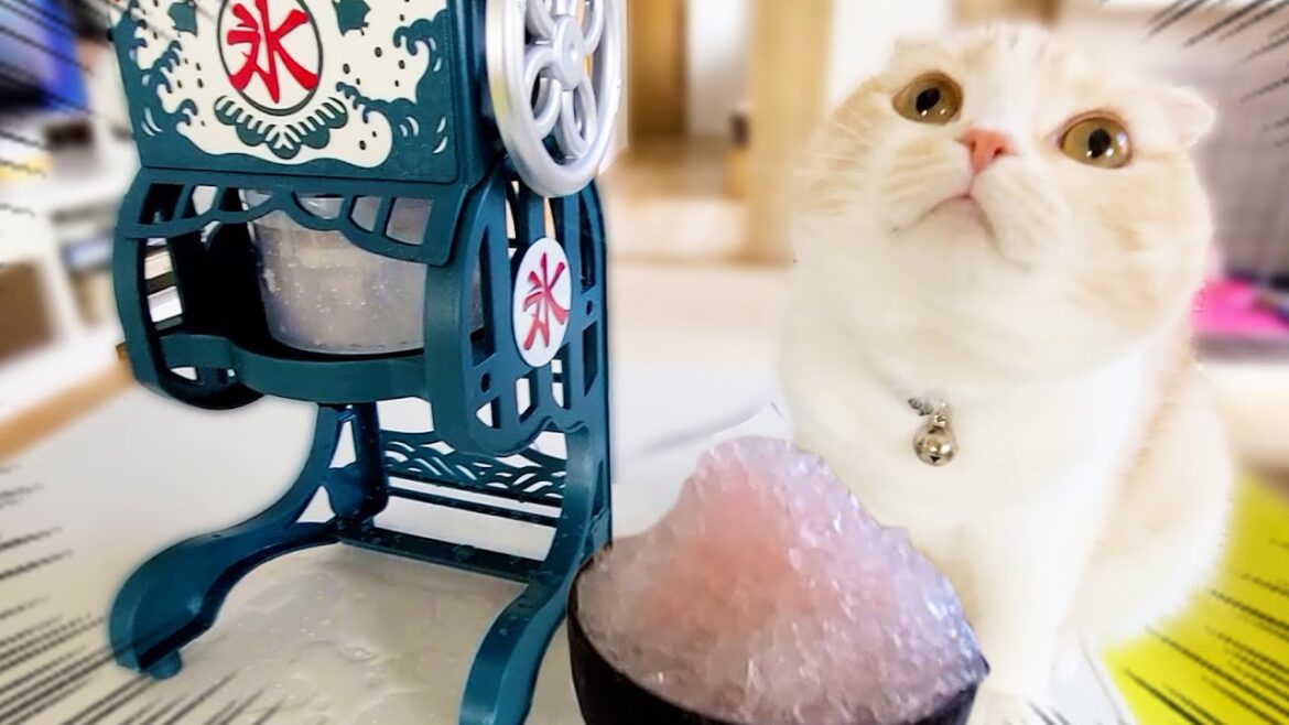 猫と犬が生まれて初めてかき氷を食べたらこうなっちゃいました… 猫と犬が生まれて初めてかき氷を食べたらこうなっちゃいました...