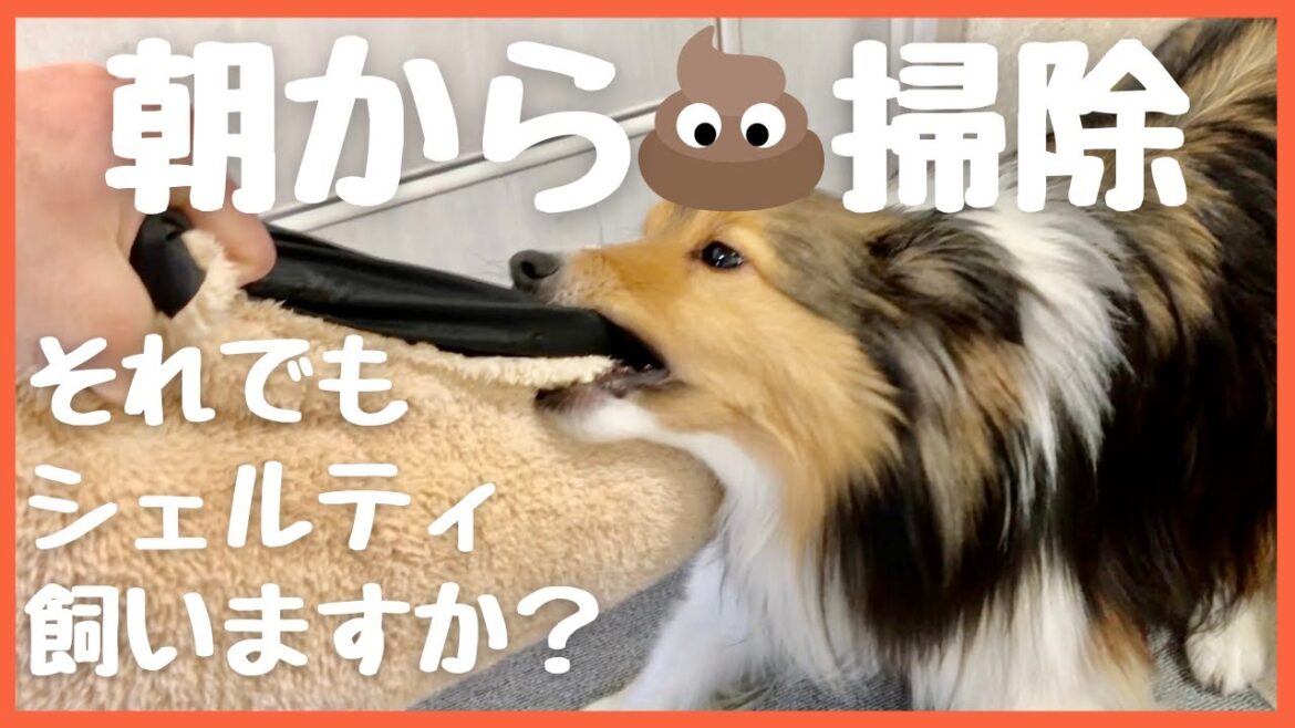 それでもシェルティ飼いますか？ 犬を飼うには覚悟が必要！